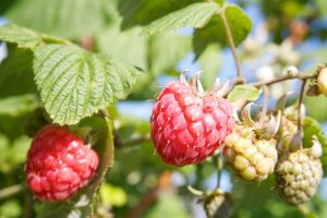 Plukhof Wiekevorst - frambozen