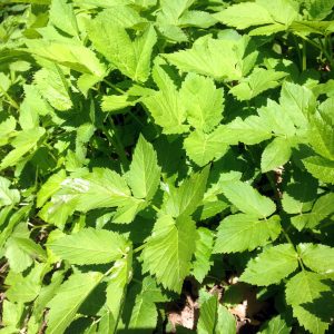 Zevenblad - eetbaar onkruid