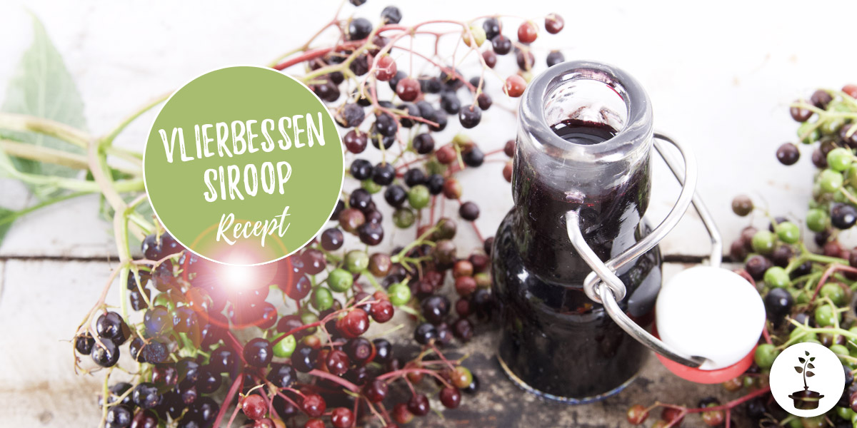 Vlierbessensiroop en vlierbessensap maken -gezond recept voor je weerstand