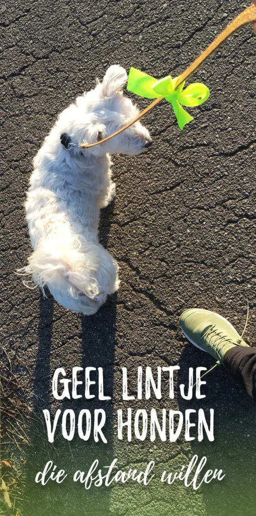 Geel lintje voor honden - betekenis