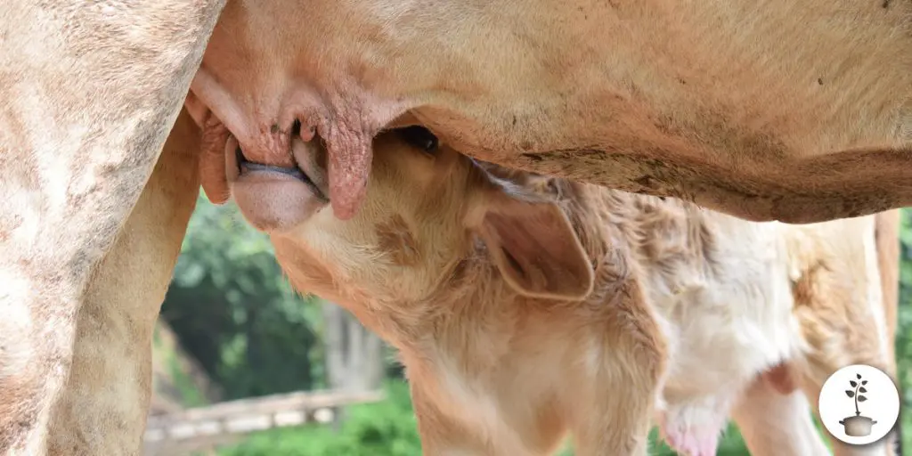 Wanneer geeft een koe melk?