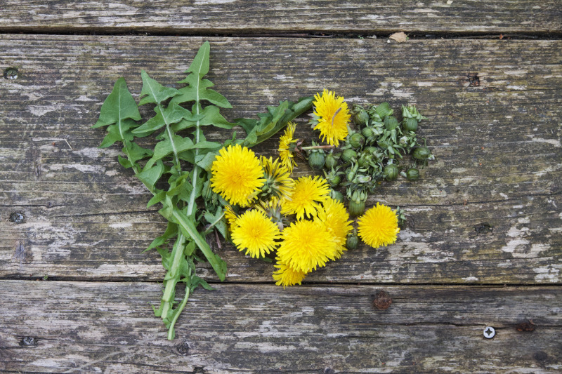 paardenbloemen